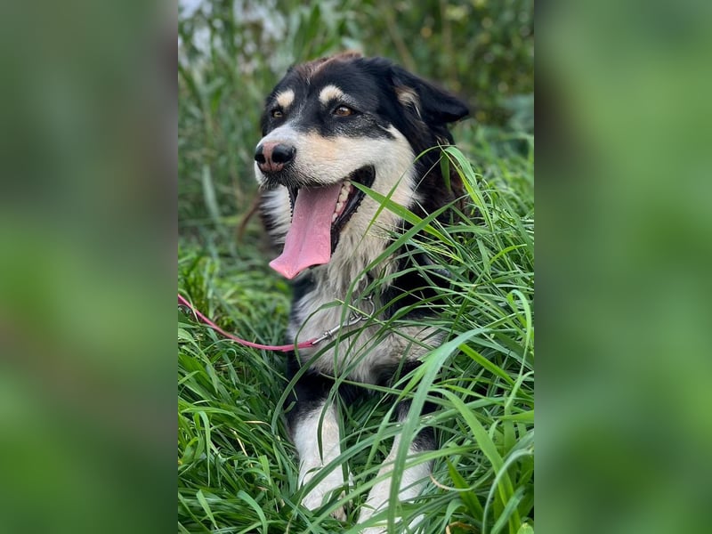 Lucy ❤️ offene, neugierige, so liebe Hundedame