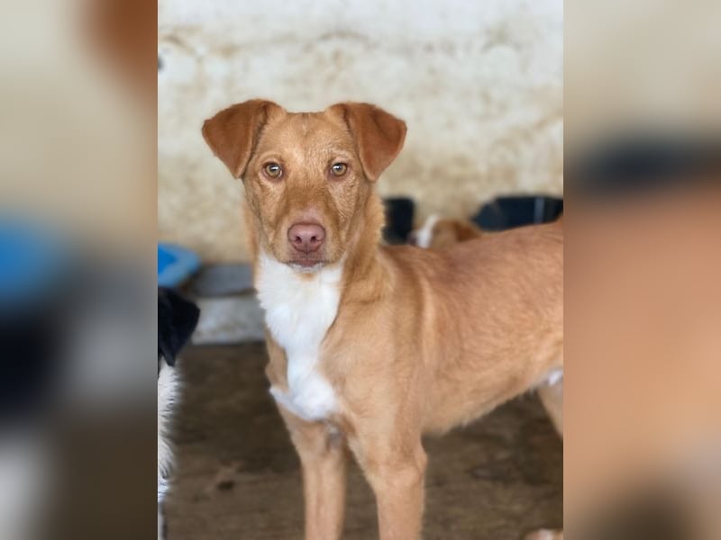 Novis, geb. ca. 09/2025, lebt in GRIECHENLAND, auf einer privaten Pflegestelle