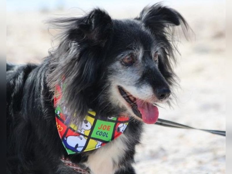 Neno ❤️ vital, neugierig + katzenverträgl.