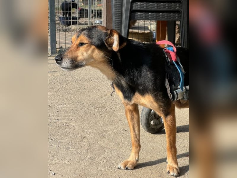 Roby ❤️ aktiver, verschmuster Rollibub