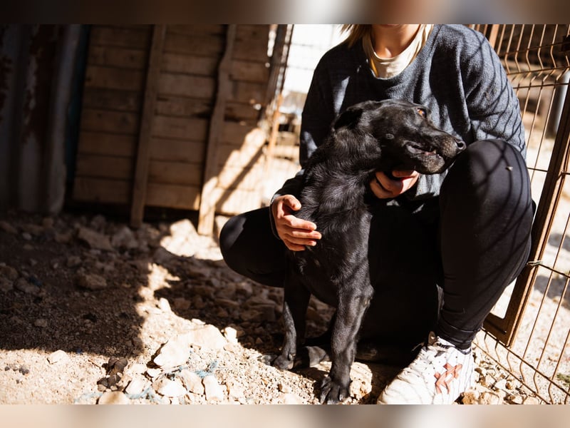 Kajo ❤️ super lieber Bub sucht Zuhause