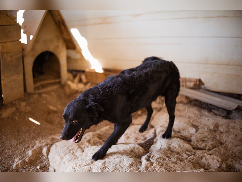 Bruce ❤️ Sanftmütig, loyal, verschmust!