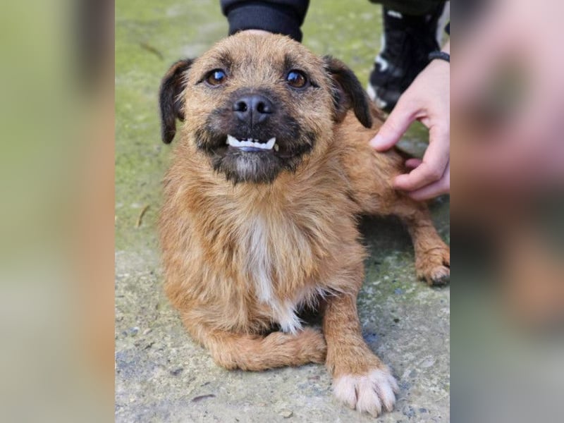 Klein Bentley ❤️ verspielter, freundlicher Rüde!