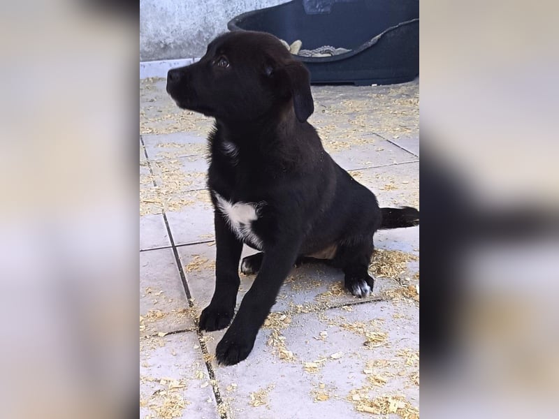 süße LIA❤️kleines Energiebündel sucht ein Für-Immer-Körbchen