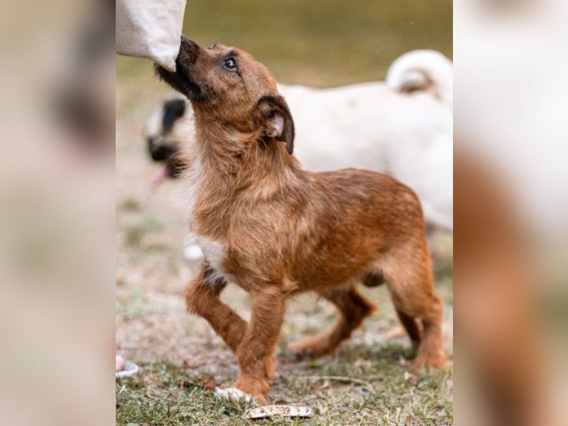 Bentley ❤️ kleiner, verspielter Lausbub! Bentley ❤️ kleiner, verspielter Lausbub!