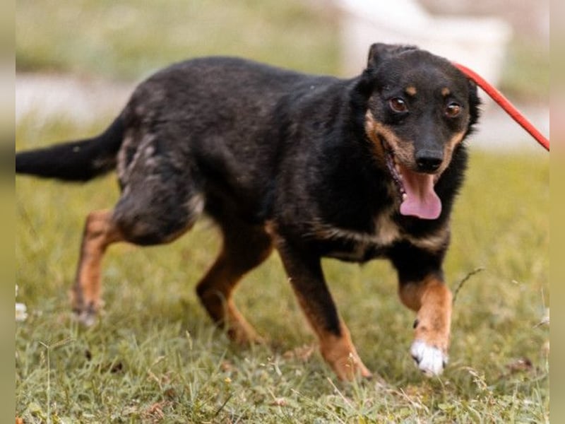 Rio ❤️ freundlicher Herzenshund sucht Familie!