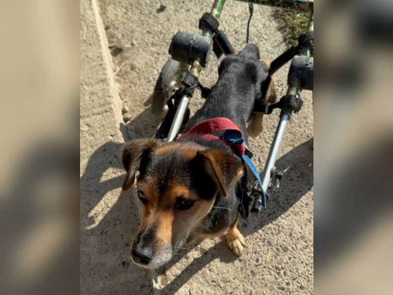 Roby ❤️ aktiver, verschmuster Rollibub Roby ❤️ aktiver, verschmuster Rollibub