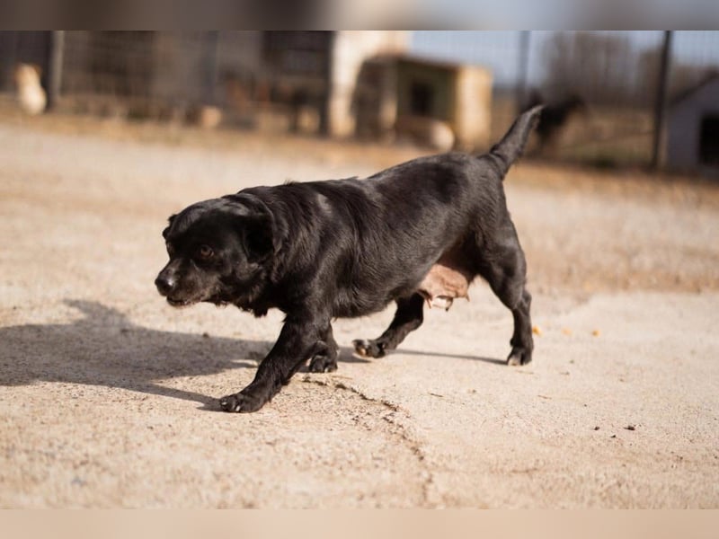 Liebe ♥ Lava ♥ kuschelige, kleine Hündin