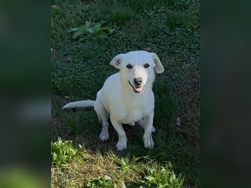 Belle ❤️ süßes, verspieltes Hundemädchen Belle ❤️ süßes, verspieltes Hundemädchen