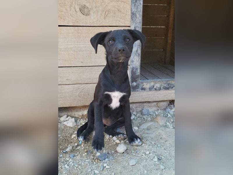 Kleine ♥ Ava ♥ süße schmusige freundliche Welpenschnute
