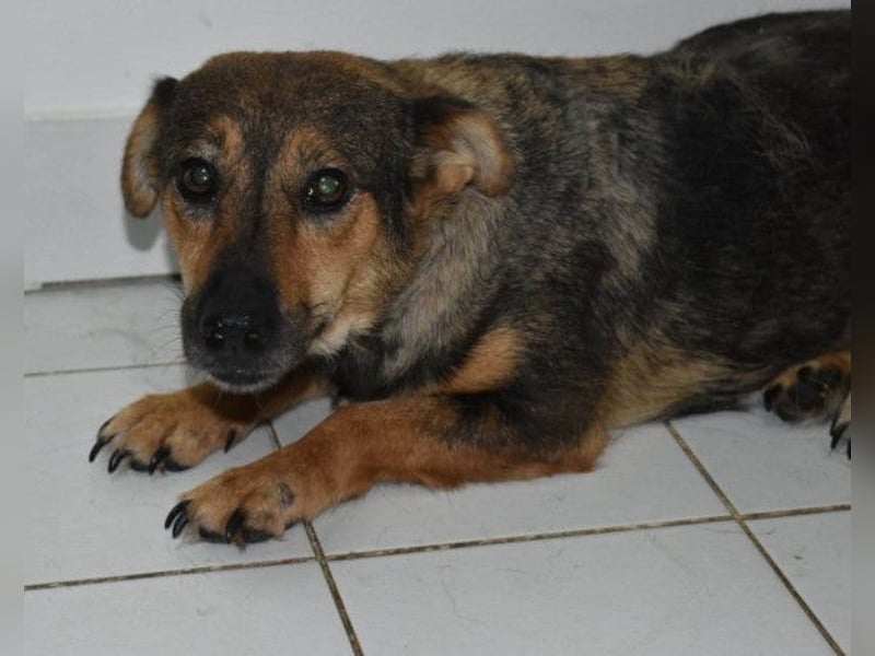 KENAI❤️kleine Kämpferin mit großem Herz & katzenverträglich