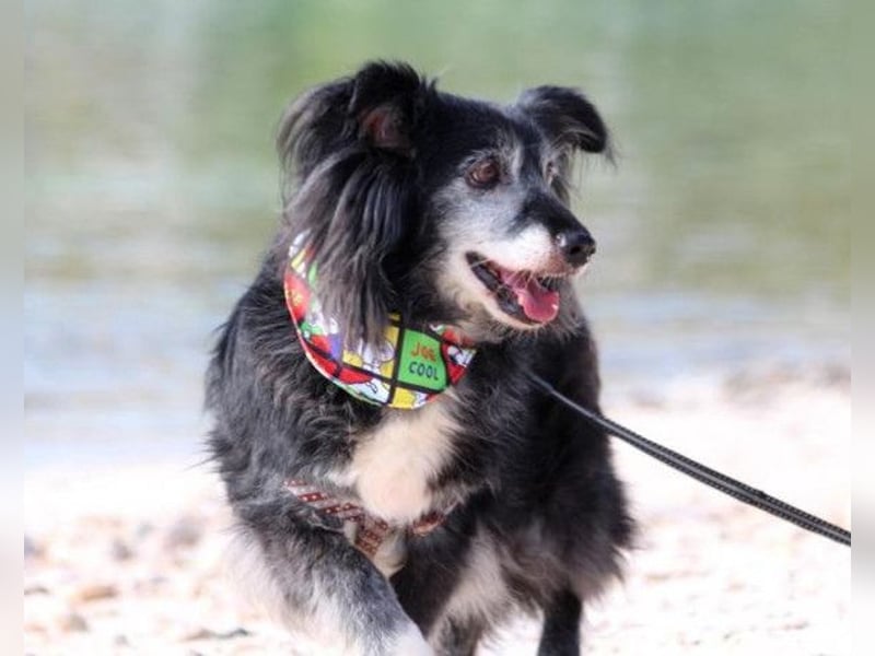 Neno ❤️ vital, neugierig + katzenverträgl.