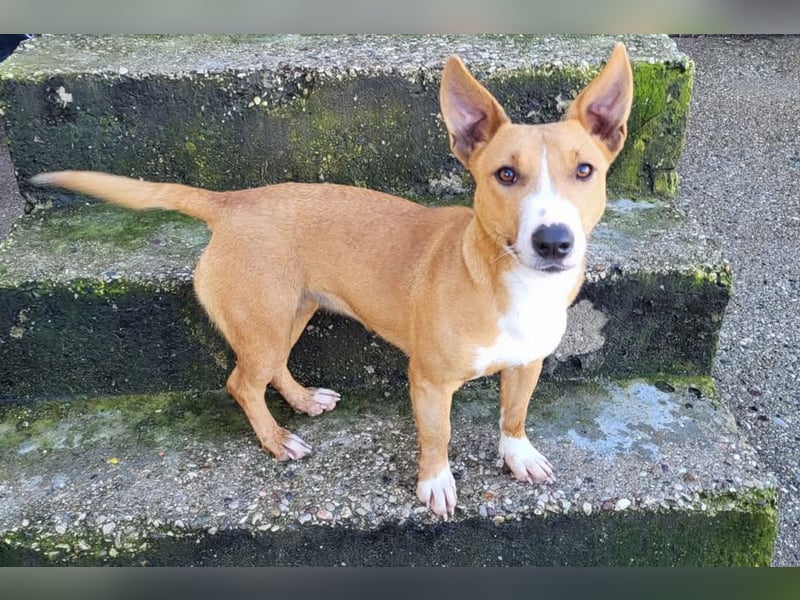 Aurelia ❤️ aufgeweckte, so fröhliche Maus