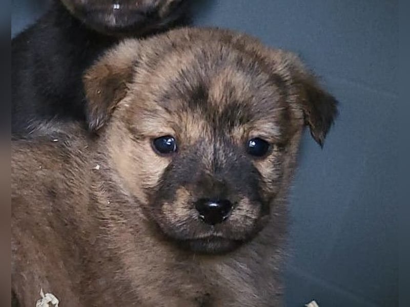 Timmy ❤️ junger, aktiver, so lieber Bub!