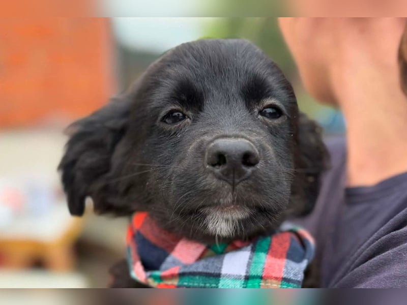 MIRO❤️zuckersüßer Kuschelkönig sucht sein Für-Immer-Körbchen