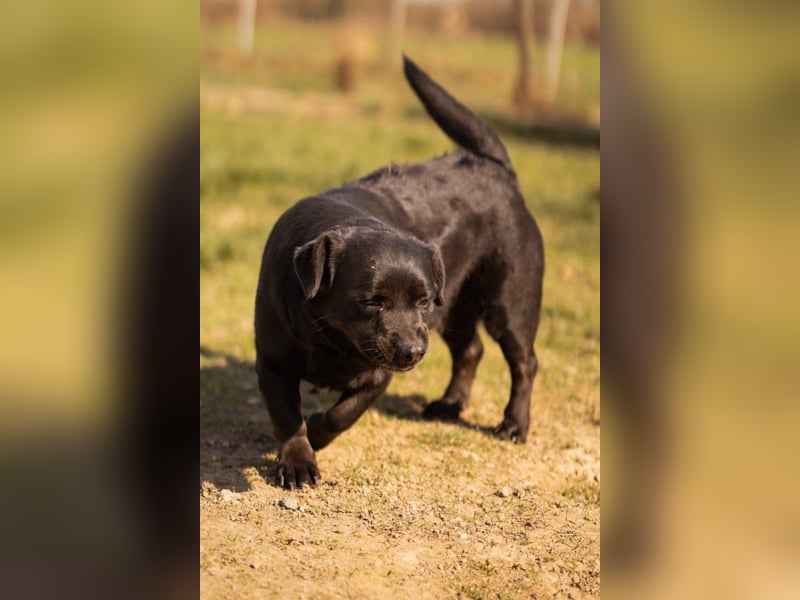 Süße OldLady ♥ Merry ♥ fröhliche, freundliche Hundedame