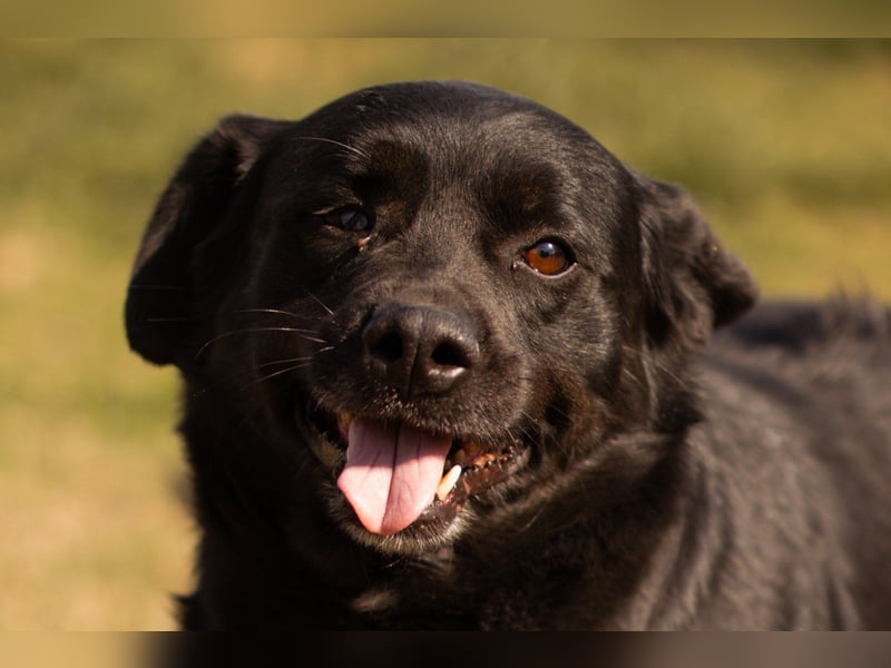 Süße OldLady ♥ Merry ♥ fröhliche, freundliche Hundedame