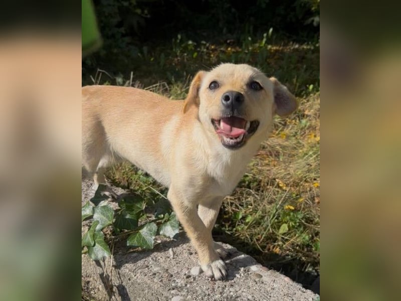 Mira ❤️ fröhlicher, lieber Sonnenschein!