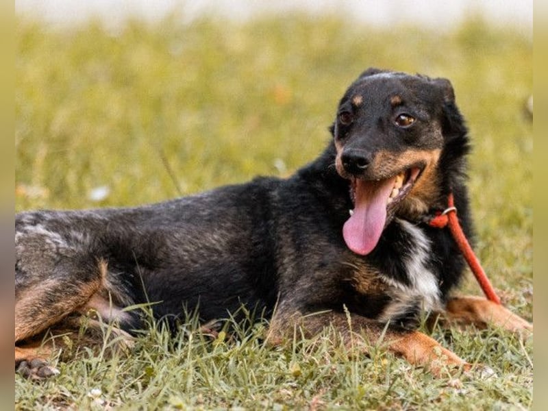 Rio ❤️ Herzenshund sucht Familie!