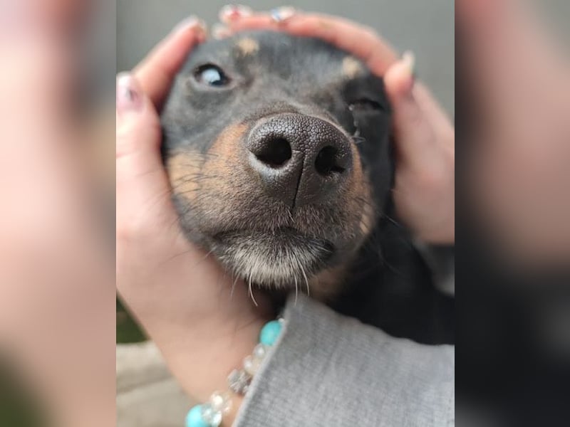 Rio ❤️ Herzenshund sucht Familie!