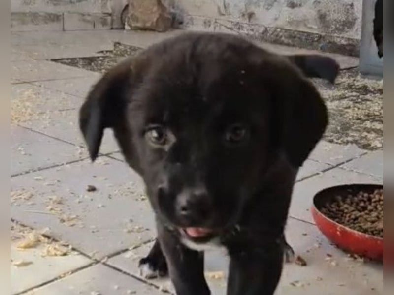 süße LIA❤️kleines Energiebündel sucht ein Für-Immer-Körbchen