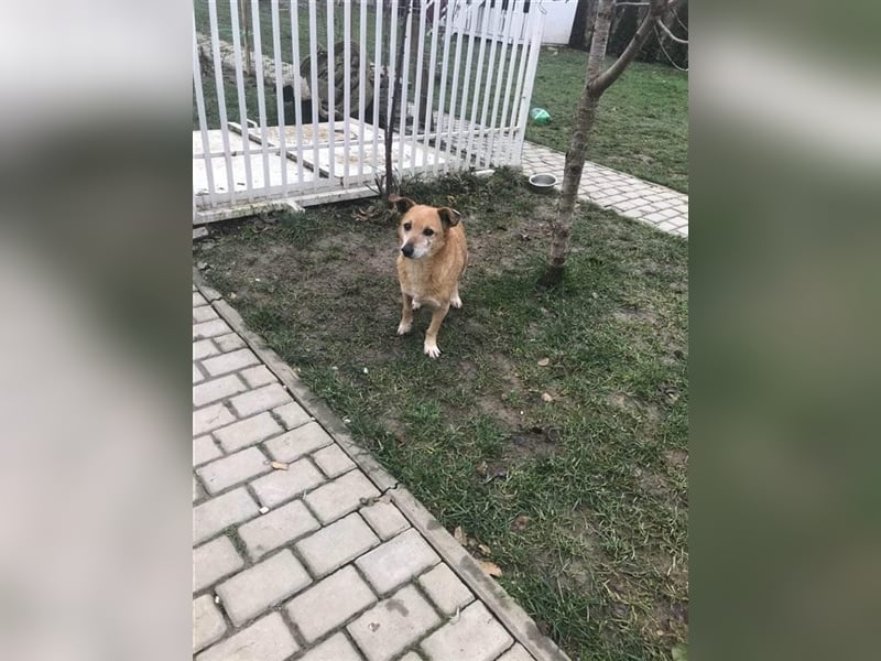 Omi Romi sucht ein ruhiges Zuhause 