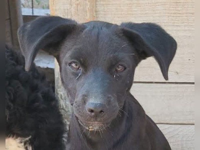 Kleine ♥ Ava ♥ süße schmusige freundliche Welpenschnute