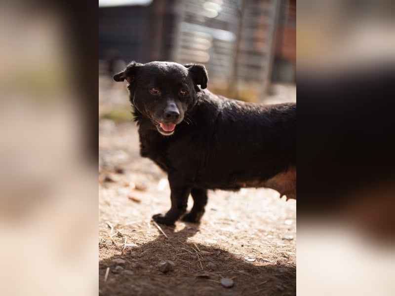 Liebste Lava - kuschelige, freundliche kleine Hündin