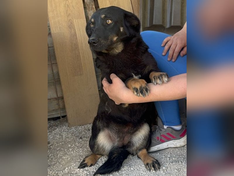 YARINA❤️zarte Hundedame: Lieb. Klug. Lernwillig.