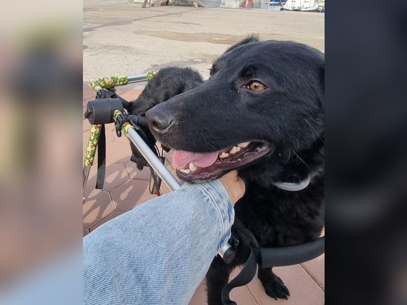 Floyd ❤️ liebenswerter, tapferer Kämpfer Floyd ❤️ liebenswerter, tapferer Kämpfer