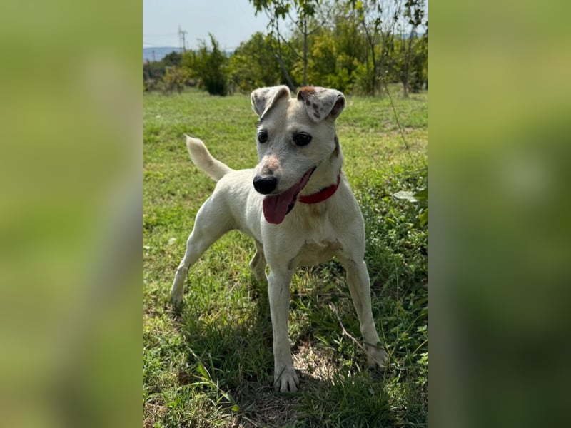 Roki - menschenbezogener Einzelprinz sucht seine Famllie