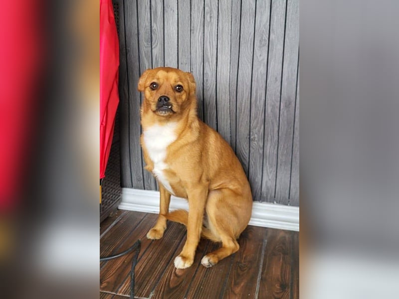 Liebste ♥Luna♥ klein, fein und stubenrein