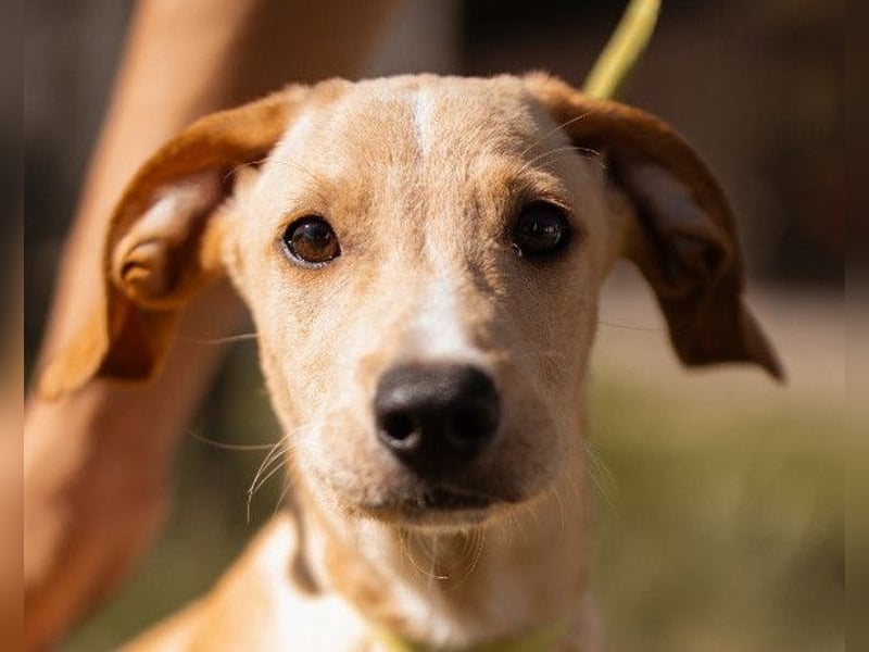 Hachiko ❤️ so lebensfroh und aktiv!