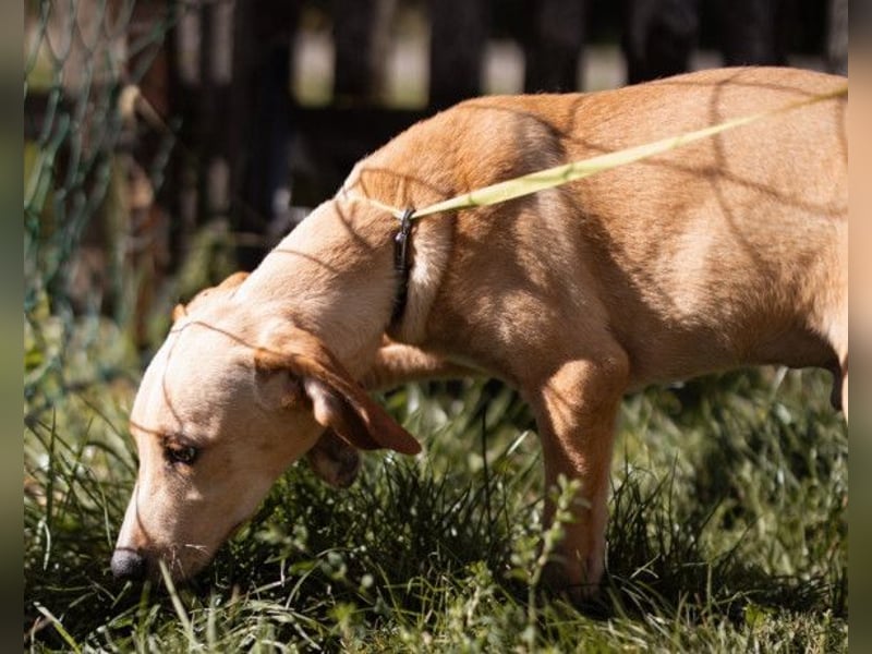 Hachiko ❤️ so lebensfroh und aktiv!