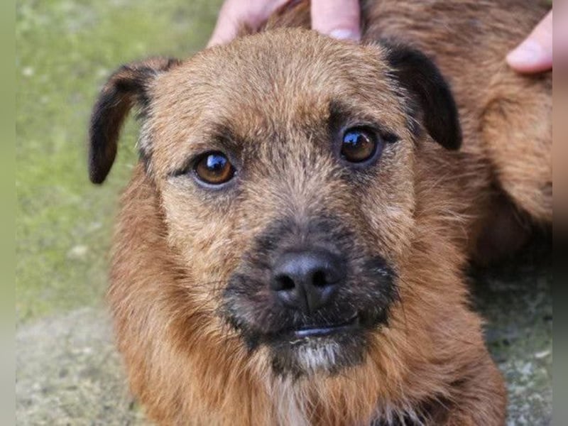 Bentley ❤️ kleiner, verspielter Lausbub!