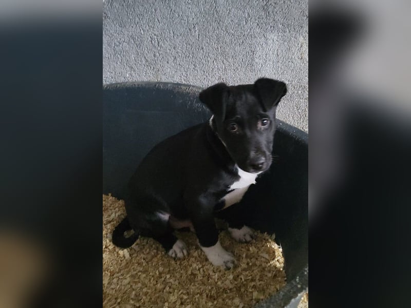 ♥ Julius ♥ junger Entdeckerbub sucht dich