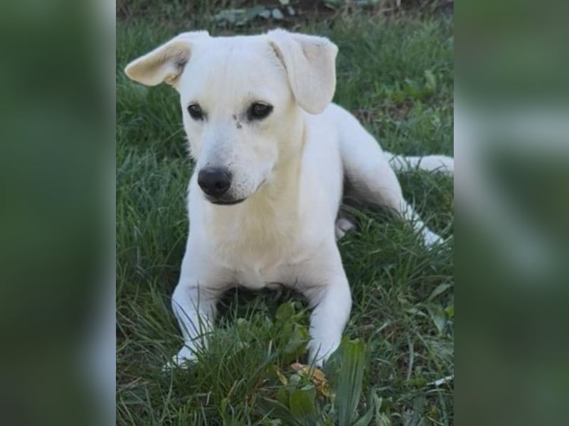 Belle ❤️ süßes, verspieltes Hundemädchen Belle ❤️ süßes, verspieltes Hundemädchen