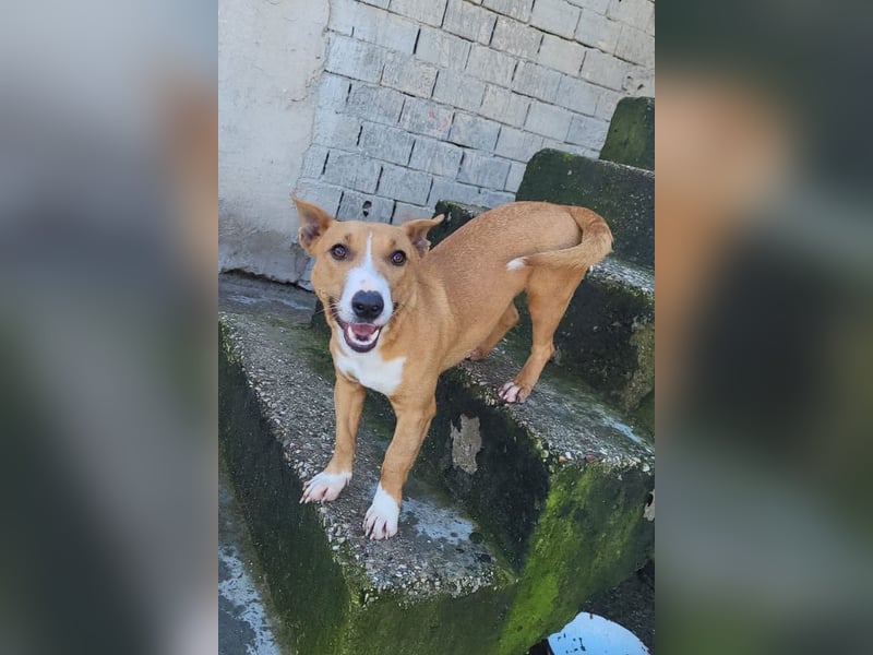 Aurelia ❤️ aufgeweckte, so fröhliche Maus