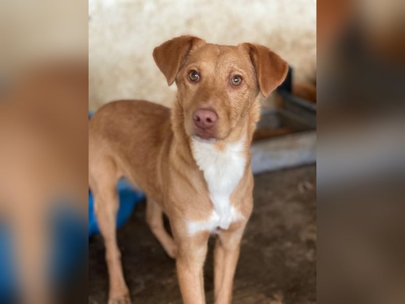 Novis, geb. ca. 09/2025, lebt in GRIECHENLAND, auf einer privaten Pflegestelle