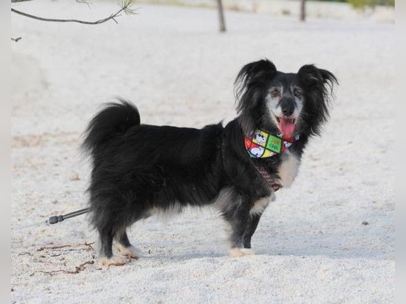 Neno ❤️ vital, neugierig + katzenverträgl.