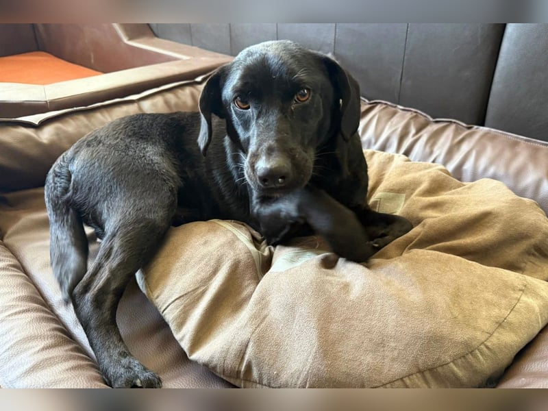 Black-Beauty ♥Sammy♥ wartet bereits in 66583 Spiesen-Elversberg