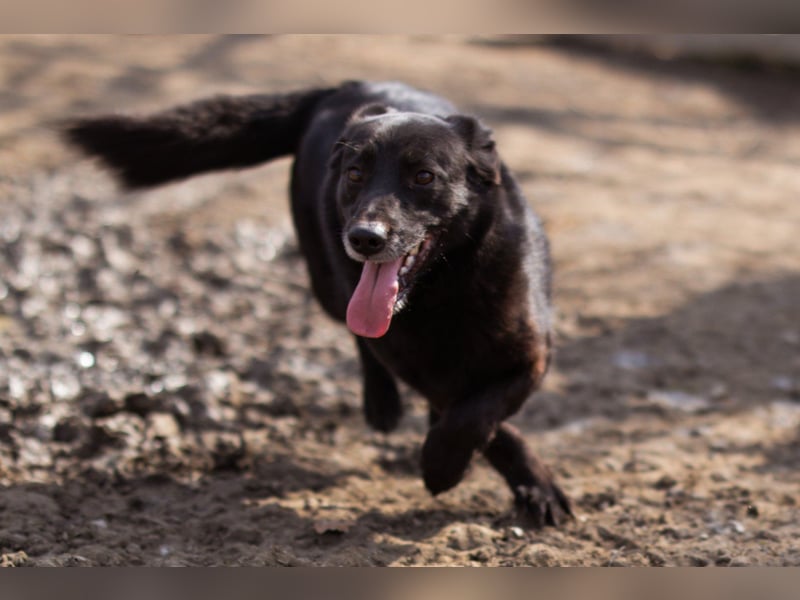 Süßer ♥Pili Mili♥ kleiner Tempo-Lausbub