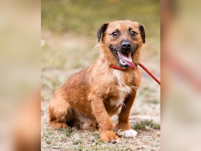 Bentley ❤️ kleiner, verspielter Lausbub!