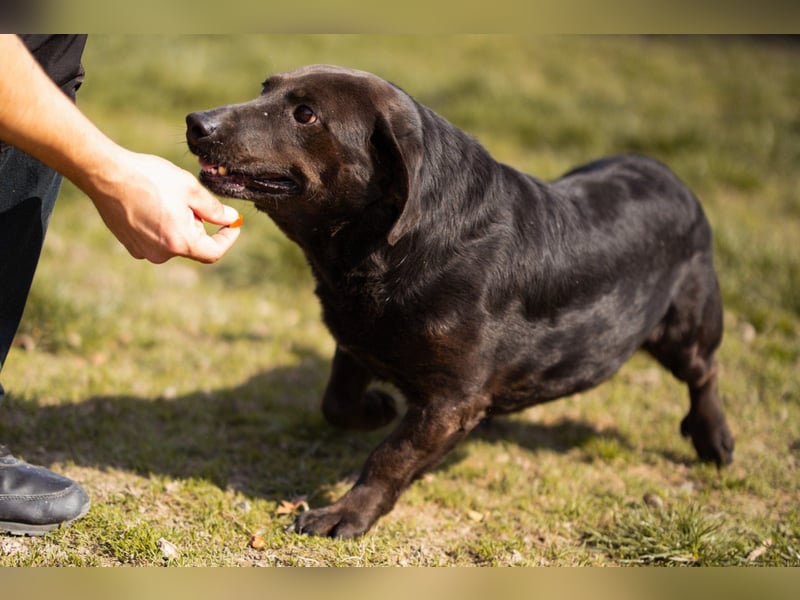 Freundlicher ♥Grom♥ kleiner, sozialer Rüde