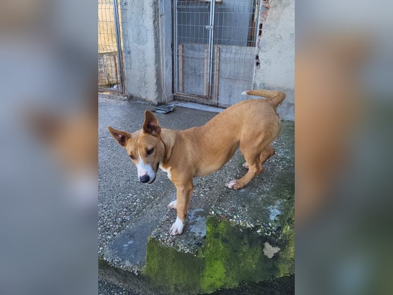 Aurelia ❤️ aufgeweckte, so fröhliche Maus