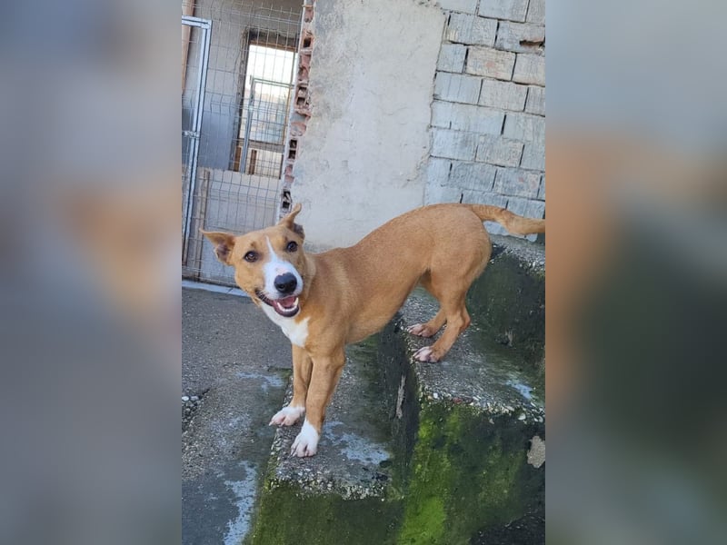 Aurelia ❤️ aufgeweckte, so fröhliche Maus