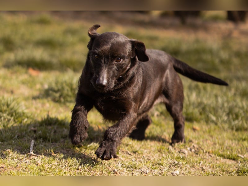 Fröhliche, kleine ♥Greta♥ zart, sozial mit Tempo im Po