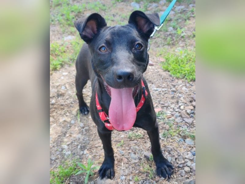 Kleine ♥ Kascha ♥ lieb und auch katzenverträglich