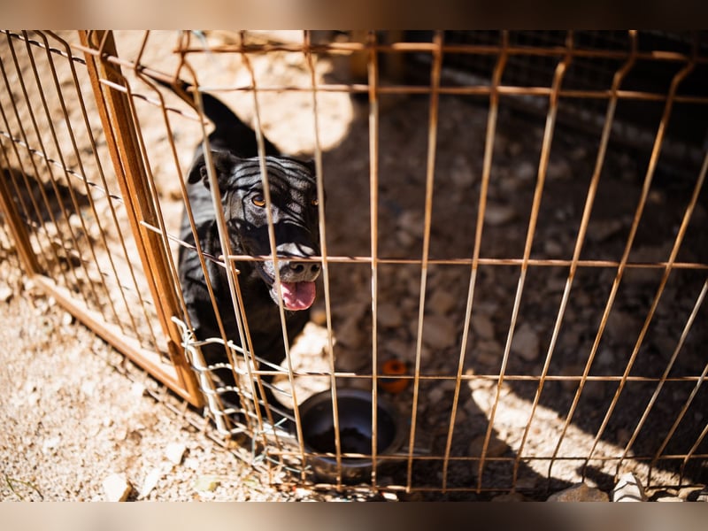 Kajo ❤️ super lieber Bub sucht Zuhause