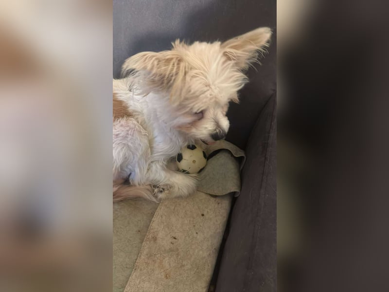 Mily, kleine Seniorin sucht Residenzplätzchen